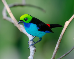 Set-cores-da-amazônia / Paradise Tanager