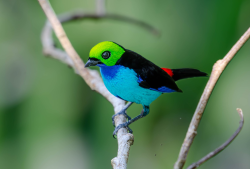 Set-cores-da-amazônia / Paradise Tanager