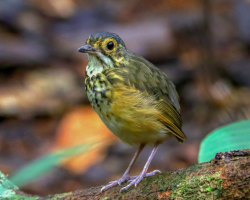 Toróm-carijó / Spotted Antpitta