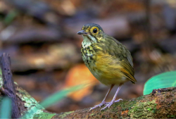 Toróm-carijó / Spotted Antpitta