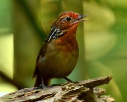 Uirapuru-da-guiana / Musician Wren