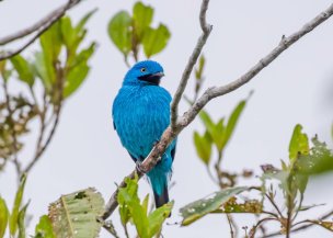 Anambé-turquesa / Plum-throated Cotinga