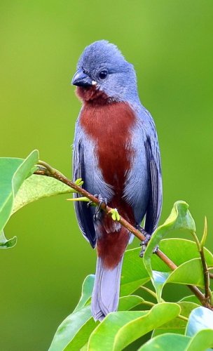 Caboclinho-de-peito-castanho / Chestnut-bellied Seedeater