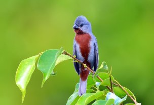 Caboclinho-de-peito-castanho / Chestnut-bellied Seedeater