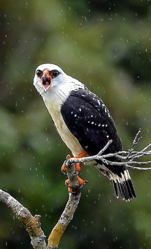 Gavião-de-cara-preta / Black-faced Hawk