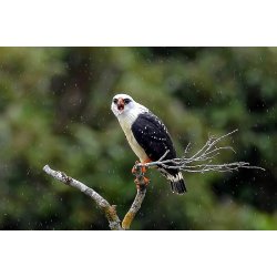 Gavião-de-cara-preta / Black-faced Hawk