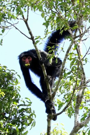 Macaco-aranha-de-cara-vermelha / Red-faced Black Spider-monkey