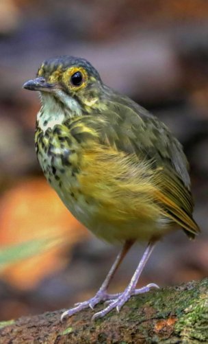 Torom-carijó / Spotted Antpitta