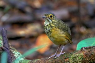 Torom-carijó / Spotted Antpitta