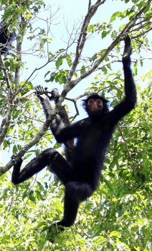 Macaco-aranha-de-cara-vermelha / Red-faced Black Spider-monkey