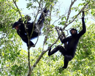 Macaco-aranha-de-cara-vermelha / Red-faced Black Spider-monkey