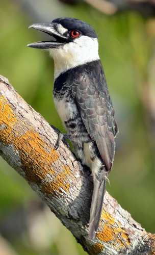 Macuru-de-pescoço-branco / Guianan Puffbird