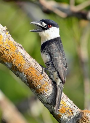 Macuru-de-pescoço-branco / Guianan Puffbird