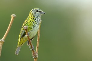 Saíra-negaça / Spotted Tanager