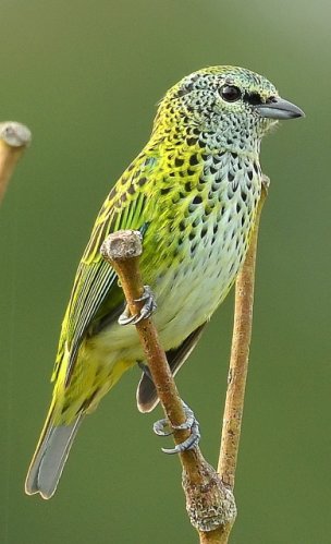 Saíra-negaça / Spotted Tanager