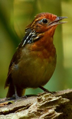 Uirapuru-da-guiana / Musician Wren