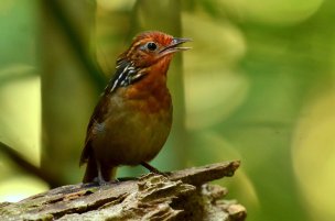 Uirapuru-da-guiana / Musician Wren