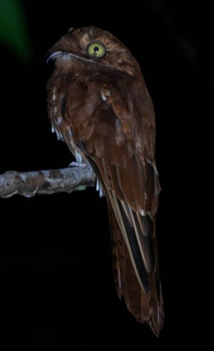Urutau-ferrugem / Rufous Potoo