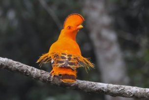 Galo-da-serra / Guianan Cock-of-the-rock