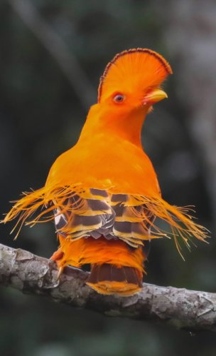 Galo-da-serra / Guianan Cock-of-the-rock