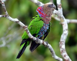 Anacã / Red-fan Parrot