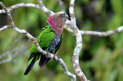 Anacã / Red-fan Parrot