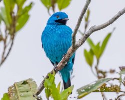 Anambé-turquesa / Plum-throated Cotinga