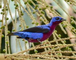 Anambé-de-peito-roxo / Purple-breasted Cotinga