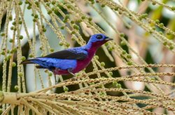 Anambé-de-peito-roxo / Purple-breasted Cotinga