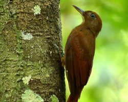 Arapaçu-da-taoca / White-chinned Woodcreeper