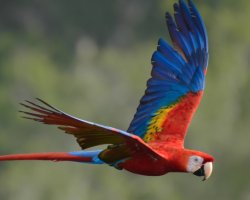 Araracanga / Scarlet Macaw