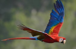 Araracanga / Scarlet Macaw