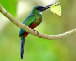 Ariramba-de-cauda-verde / Green-tailed Jacamar
