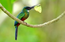 Ariramba-de-cauda-verde / Green-tailed Jacamar