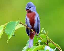 Caboclinho-de-peito-castanho / Chestnut-bellied Seedeater