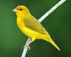 Canário-do-amazonas / Orange-fronted Yellow-Finch