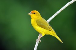 Canário-do-amazonas / Orange-fronted Yellow-Finch