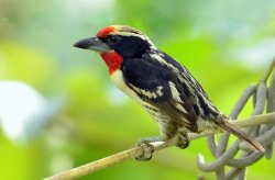 Capitão-de-bigode-carijó / Black-spotted Barbet