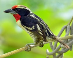 Capitão-de-bigode-carijó / Black-spotted Barbet