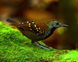 Choca-pintada / Pearly Antshrike