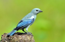 Sanhaço-da-amazônia / Blue-gray Tanager