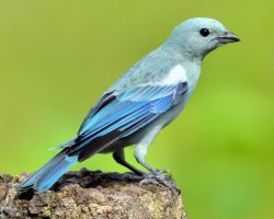 Sanhaço-da-amazônia / Blue-gray Tanager