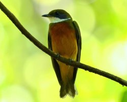 Coroa-de-fogo / Flame-crowned Manakin