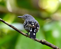 Formigueiro-de-barriga-cinza / Gray-bellied Antbird