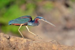 Garça-da-mata / Agami Heron