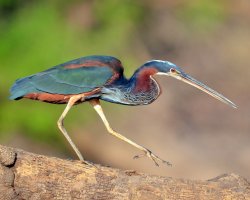 Garça-da-mata / Agami Heron