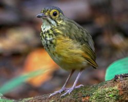 Torom-Carijó / Spotted Antpitta