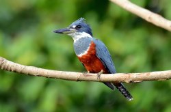 Martim-pescador-grande / Ringed Kingfisher