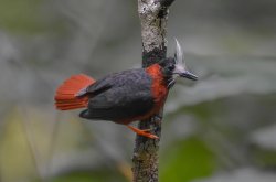 Papa-formiga-de-topete / White-plumed Antbird