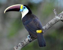 Tucano-de-papo-branco / White-throated Toucan